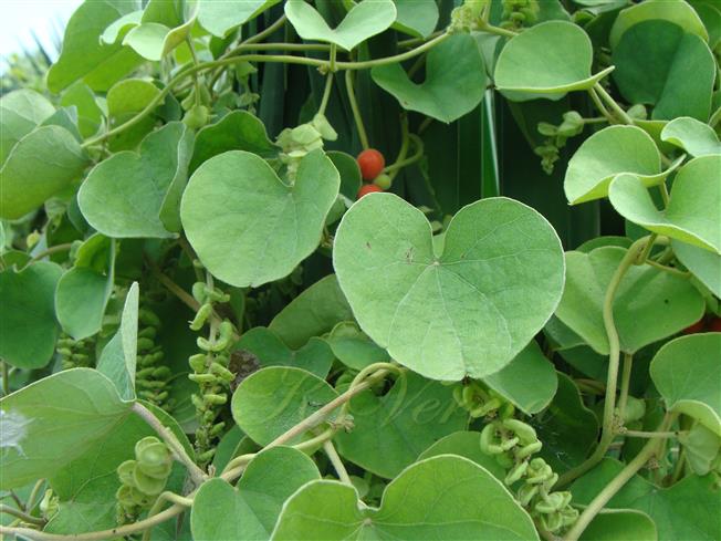  Leaves on female plant